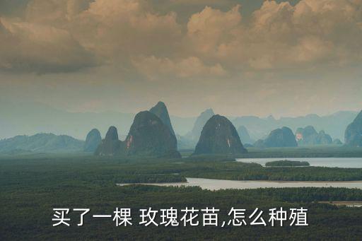 玫瑰花苗種植方法,玫瑰種植方法一文看懂