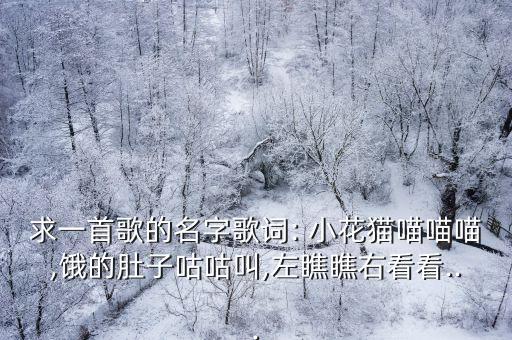 求一首歌的名字歌詞: 小花貓喵喵喵,餓的肚子咕咕叫,左瞧瞧右看看...
