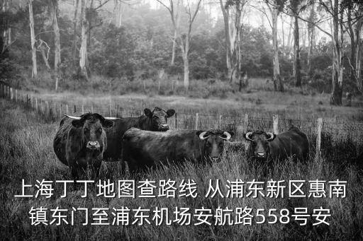 浦東地圖高清大圖最新版，最新的上海地圖