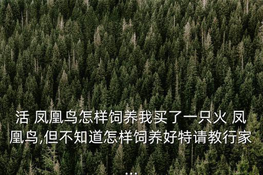 鳳凰鳥,鳳凰是吉祥和諧象征不是神鳥