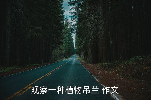 吊蘭作文，觀察一種植物吊蘭 作文