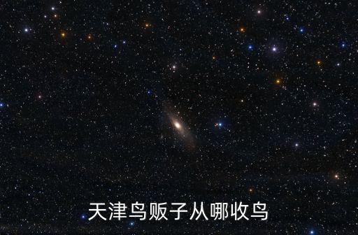 天津市有收養殖鳥的嗎，天津什么地方收各種鳥