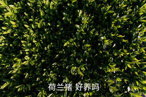 荷蘭豬好養(yǎng)嗎,荷蘭豬體臭難忍不建議養(yǎng)豬!