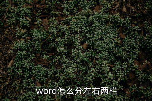 word如何分欄,word怎么分左右欄?
