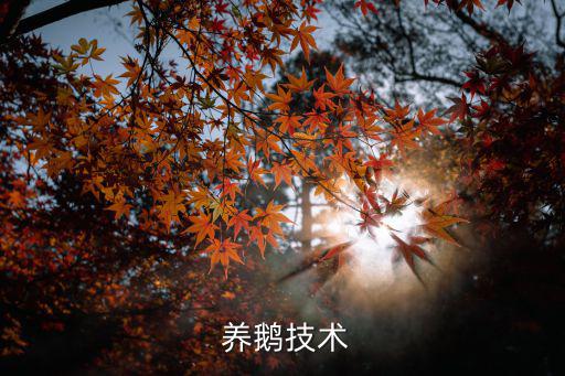  養鵝技術