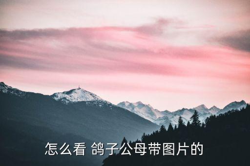 鴿子圖片大全大圖,鴿子飛不起怎么辦?