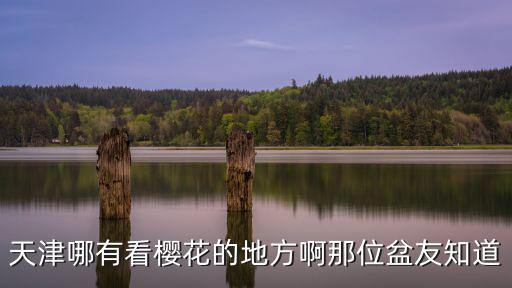 天津哪有看櫻花的地方啊那位盆友知道