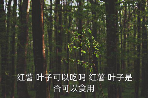紅薯葉子,紅薯葉怎么吃?