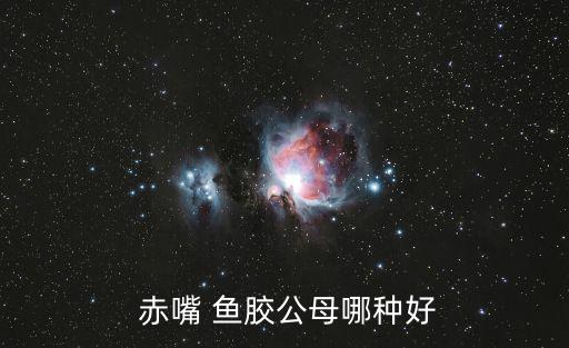  赤嘴 魚膠公母哪種好