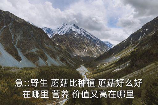 急::野生 蘑菇比種植 蘑菇好么好在哪里 營養 價值又高在哪里