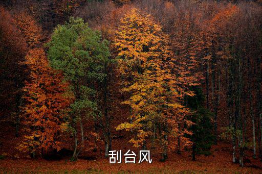 刮臺風