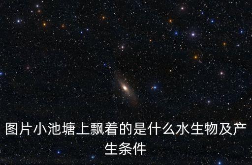 圖片小池塘上飄著的是什么水生物及產(chǎn)生條件