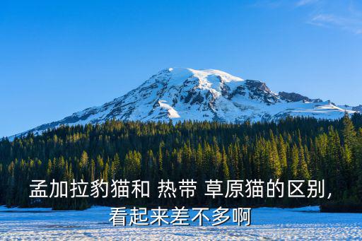 熱帶草原貓,孟加拉草原貓發育期長達兩年體重超越普通家貓