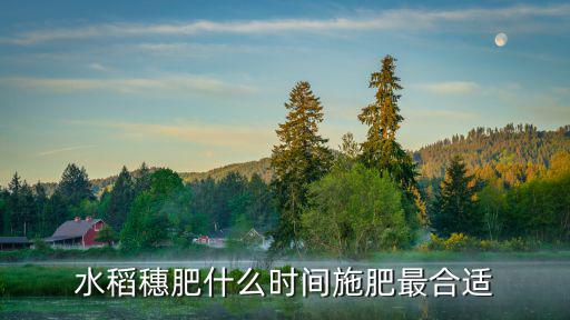 水稻穗肥什么時間施肥最合適