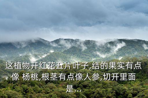 這植物開紅花五片葉子,結(jié)的果實(shí)有點(diǎn)像 楊桃,根莖有點(diǎn)像人參,切開里面是...