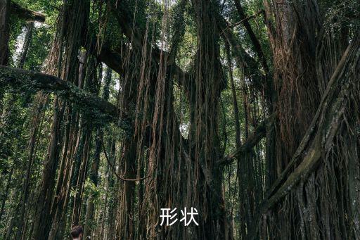 形狀造句，形狀