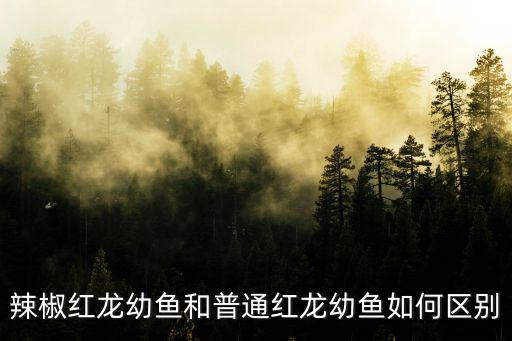辣椒紅龍，辣椒紅龍幼魚和普通紅龍幼魚如何區別