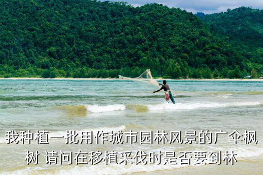 我種植一批用作城市園林風景的廣傘楓樹 請問在移植采伐時是否要到林