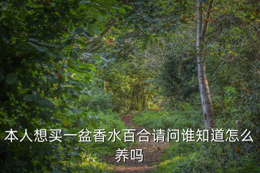 本人想買一盆香水百合請問誰知道怎么養(yǎng)嗎