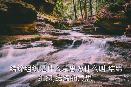  結(jié)締組織是什么意思為什么叫 結(jié)締組織,結(jié)締的意思