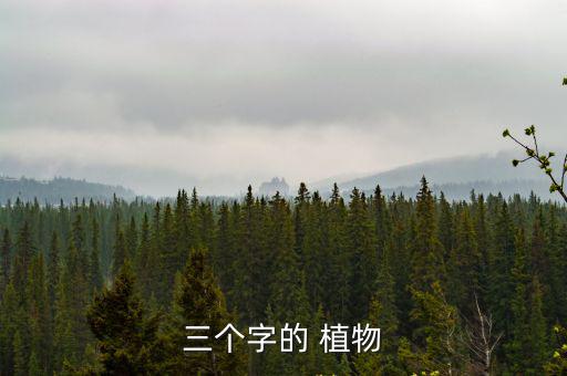 植物名稱大全,毛竹原產熱帶地帶植物本地種植供觀賞