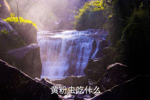 黃粉蟲,黃粉蟲怎么繁殖?