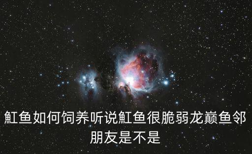 魟魚,怎么養黃貂魚?先別急著收養!