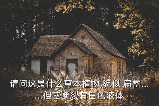請問這是什么草本植物,貌似 扁蓄……但莖斷裂有白色液體