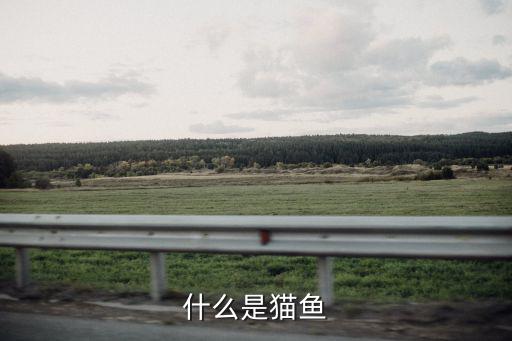 貓魚，貓魚的介紹