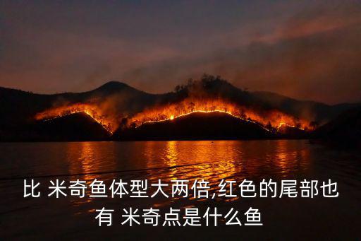比 米奇魚體型大兩倍,紅色的尾部也有 米奇點是什么魚