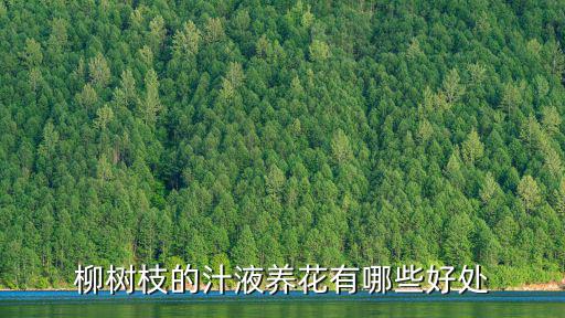 柳枝圖片,四季模仿漫畫(huà)欣賞樹(shù)種美化庭院