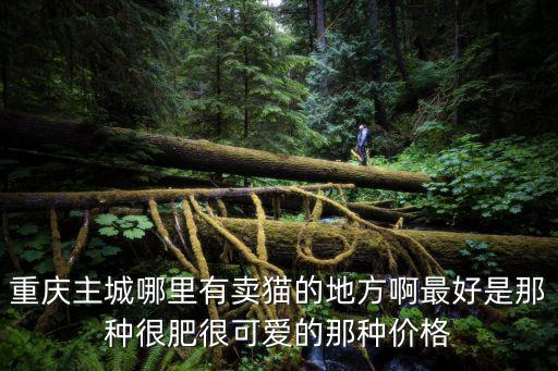 重慶市大廟下面一點的貓店，重慶哪里有加菲貓賣