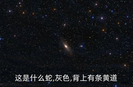 這是什么蛇,灰色,背上有條黃道