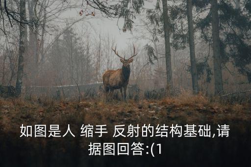 如圖是人 縮手 反射的結構基礎,請據圖回答:(1