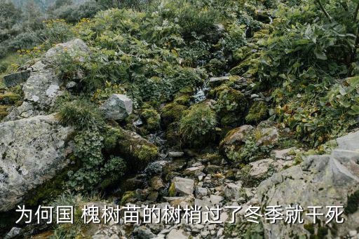 槐樹苗,北京市郊樹種大選國槐和側柏入選