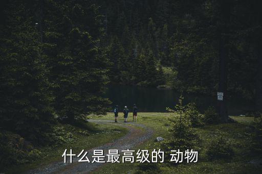 什么是最高級的 動物