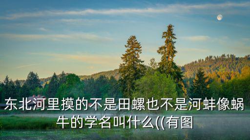 東風螺圖片,水煮麻辣田螺口感好吃!