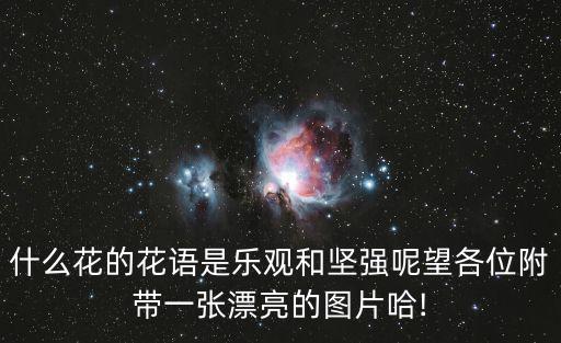 什么花的花語是樂觀和堅強呢望各位附帶一張漂亮的圖片哈!