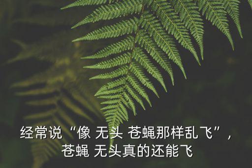 經(jīng)常說“像 無頭 蒼蠅那樣亂飛”, 蒼蠅 無頭真的還能飛