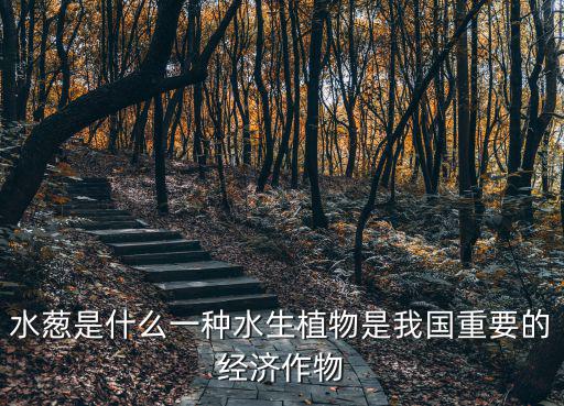 水蔥是什么一種水生植物是我國重要的經濟作物