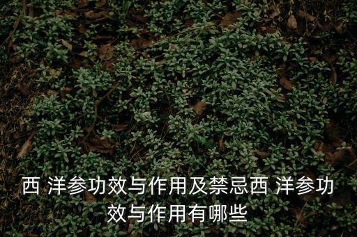 洋參的功效與作用,洋參營養豐富又有助預防血栓形成