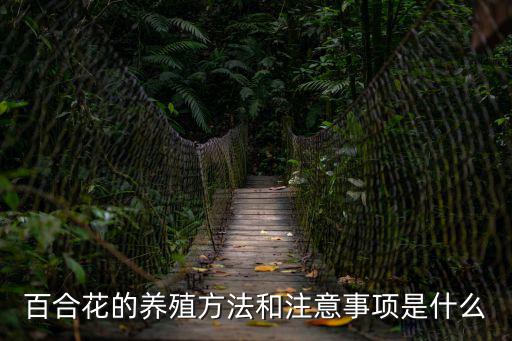 百合花的養殖方法和注意事項是什么