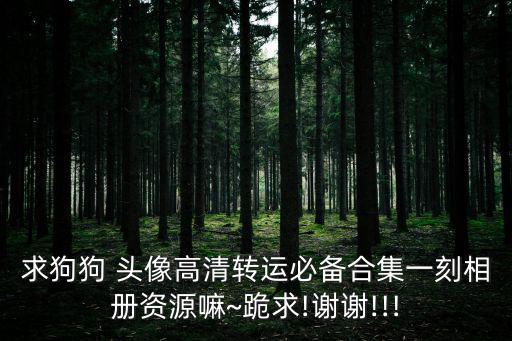 狗的頭像,王瑞杰和金正恩的新年賀詞