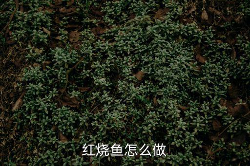 紅燒魚怎么做