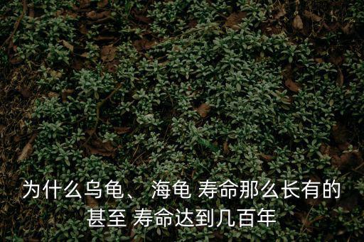 為什么烏龜、 海龜 壽命那么長有的甚至 壽命達到幾百年