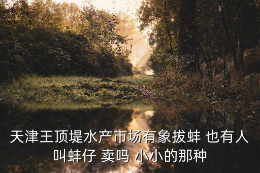 天津王頂堤水產市場有象拔蚌 也有人叫蚌仔 賣嗎 小小的那種