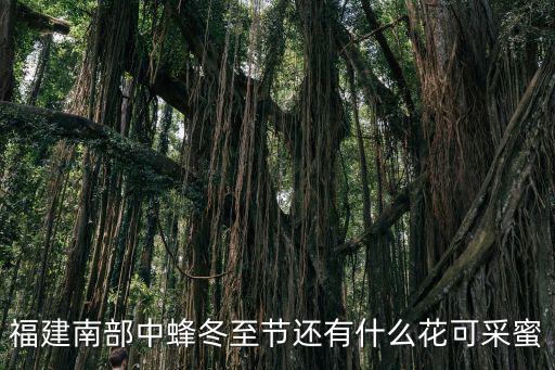 梅海嶺,廈門東平山梅海嶺四季盛開三角梅