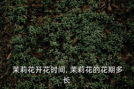  茉莉花開花時間, 茉莉花的花期多長