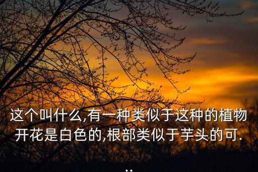 這個叫什么,有一種類似于這種的植物開花是白色的,根部類似于芋頭的可...