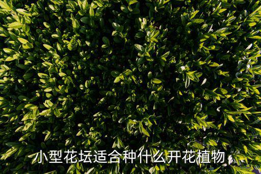 小型花壇適合種什么開花植物